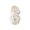 Evodent Atlas, Typodont Dental Model For Extraction Root Canal Training